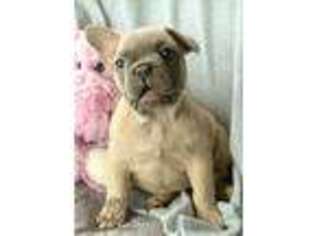 French Bulldog Puppy for sale in Millersburg, IN, USA