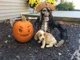 Basset Hound Puppy for sale in BATESVILLE, IN, USA
