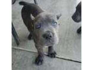 Cane Corso Puppy for sale in Livingston, CA, USA