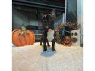 Boston Terrier Puppy for sale in Birmingham, AL, USA