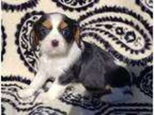 Cavalier King Charles Spaniel Puppy for sale in Fair Grove, MO, USA
