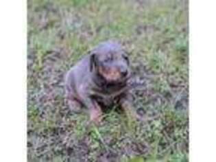 Doberman Pinscher Puppy for sale in Cedar Hill, TX, USA