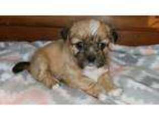 Shorkie Tzu Puppy for sale in Morganton, NC, USA