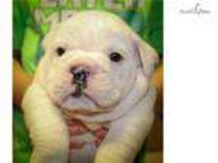 Bulldog Puppy for sale in Hattiesburg, MS, USA