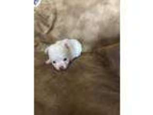 Chihuahua Puppy for sale in Hereford, AZ, USA