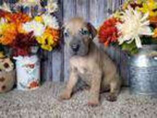 Great Dane Puppy for sale in Tyler, TX, USA