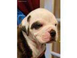 American Bulldog Puppy for sale in Largo, FL, USA