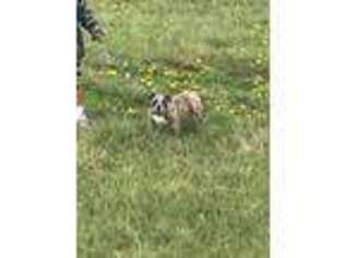Bulldog Puppy for sale in Tonganoxie, KS, USA