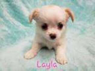 Chihuahua Puppy for sale in Supply, NC, USA