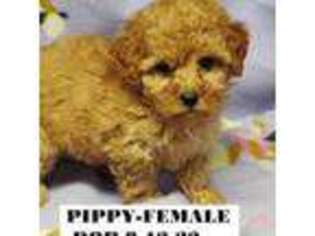 Mutt Puppy for sale in Twin Valley, MN, USA