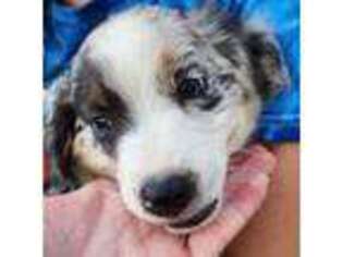 Australian Shepherd Puppy for sale in Puryear, TN, USA