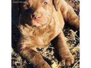 Chesapeake Bay Retriever Puppy for sale in Clarendon, TX, USA