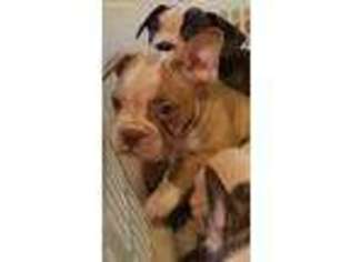 French Bulldog Puppy for sale in Toms River, NJ, USA