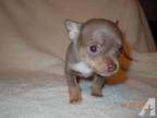 Chihuahua Puppy for sale in YUTAN, NE, USA