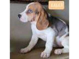 Beagle Puppy for sale in San Diego, CA, USA