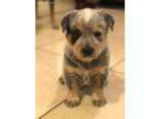 Australian Cattle Dog Puppy for sale in Litchfield, OH, USA