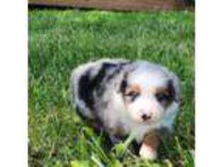 Miniature Australian Shepherd Puppy for sale in Emmett, KS, USA
