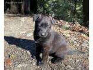 Dutch Shepherd Dog Puppy for sale in Willow Creek, CA, USA