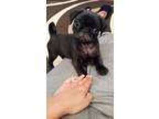 Pug Puppy for sale in Danville, AL, USA