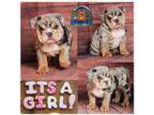 Bulldog Puppy for sale in Poynette, WI, USA
