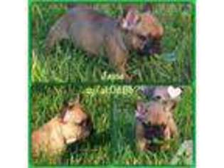 French Bulldog Puppy for sale in FREEPORT, IL, USA