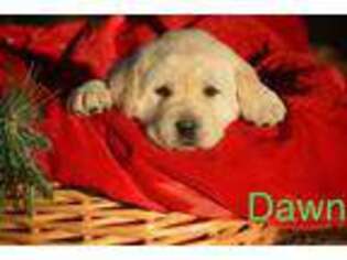 Labrador Retriever Puppy for sale in Eunice, LA, USA