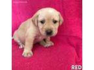 Labrador Retriever Puppy for sale in Von Ormy, TX, USA