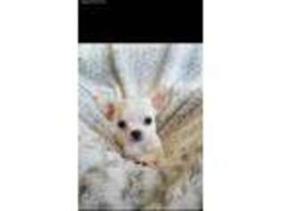 Chihuahua Puppy for sale in Tinley Park, IL, USA