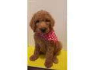 Goldendoodle Puppy for sale in Sunnyvale, TX, USA