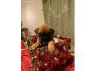 Boxer Puppy for sale in Myerstown, PA, USA