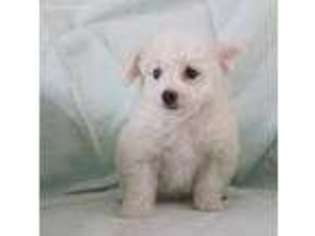 Bichon Frise Puppy for sale in Warminster, PA, USA
