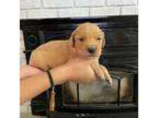 Golden Retriever Puppy for sale in Milton, VT, USA