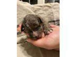 Mutt Puppy for sale in Water Valley, MS, USA