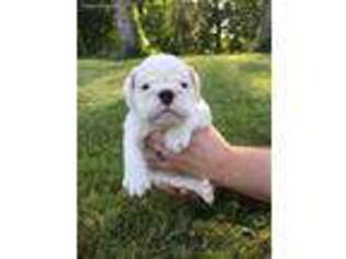 Bulldog Puppy for sale in Jamestown, NY, USA