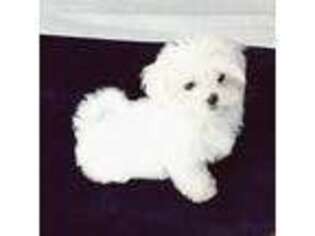 Maltese Puppy for sale in Rice Lake, WI, USA