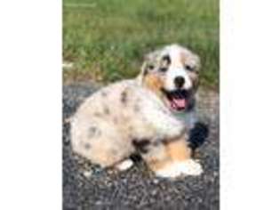 Australian Shepherd Puppy for sale in Marietta, GA, USA