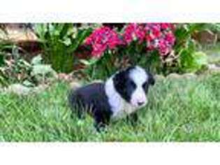 Border Collie Puppy for sale in Salem, OR, USA
