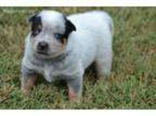 Australian Cattle Dog Puppy for sale in Mount Vernon, MO, USA