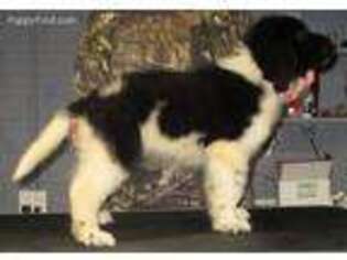 Newfoundland Puppy for sale in Chanute, KS, USA