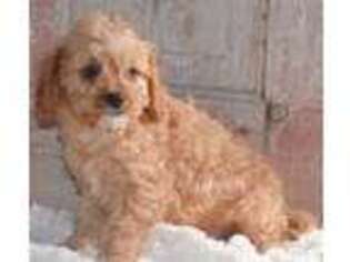 Cavapoo Puppy for sale in Greenbrier, AR, USA