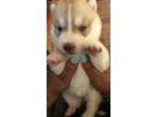 Siberian Husky Puppy for sale in North Little Rock, AR, USA