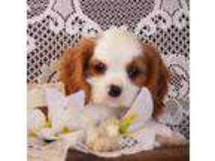 Cavalier King Charles Spaniel Puppy for sale in Scottville, MI, USA