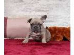 French Bulldog Puppy for sale in Lancaster, OH, USA