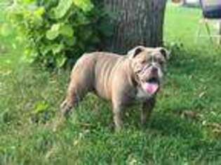 Bulldog Puppy for sale in East Stroudsburg, PA, USA