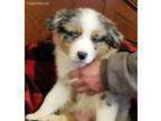 Australian Shepherd Puppy for sale in Tucson, AZ, USA