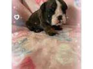 Bulldog Puppy for sale in Adrian, MI, USA