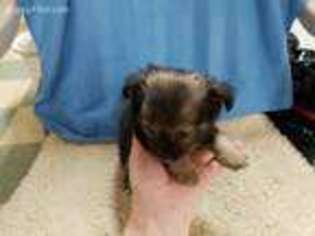 Chihuahua Puppy for sale in Burlington, NC, USA
