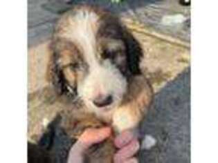 Mutt Puppy for sale in Buffalo, NY, USA