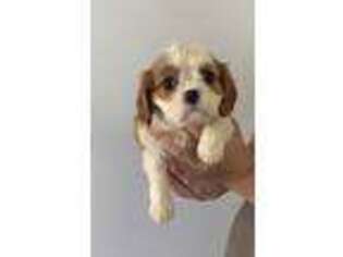 Cavalier King Charles Spaniel Puppy for sale in Wapanucka, OK, USA