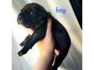 Neapolitan Mastiff Puppy for sale in Kershaw, SC, USA